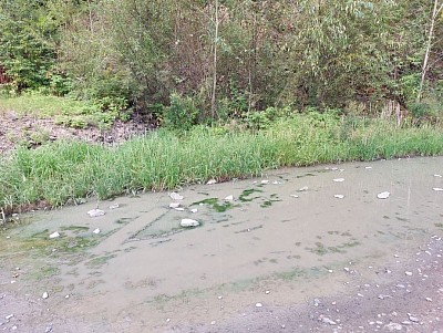 Дорога вдоль леса